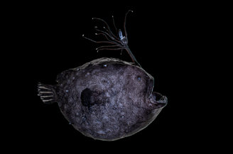 深海琵琶鱼以两种不同方式发光