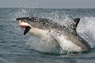 七种最具攻击力的鲨鱼