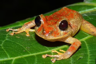 美洲发现体色鲜艳新物种雨蛙
