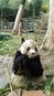 大熊猫将东迁神农架野化繁殖