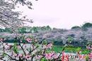 湖南省植物园免费开放一天